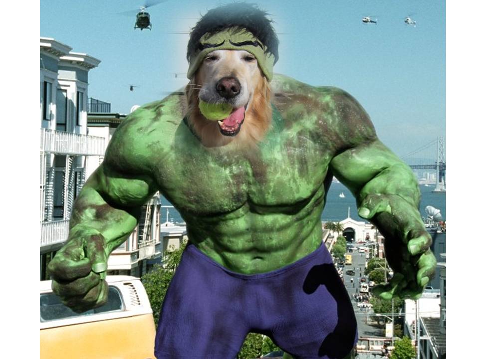 Love always, Bear Hulk Bear