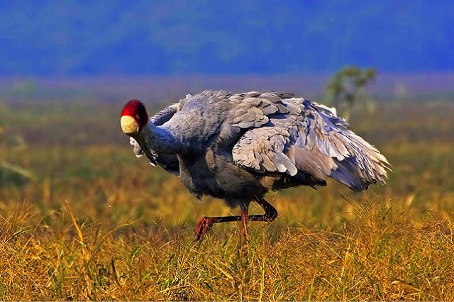 Keoladeo National Park - World Heritage Sites in India 