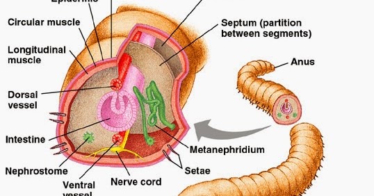 How And What Do Worms Eat The Garden Of Eaden