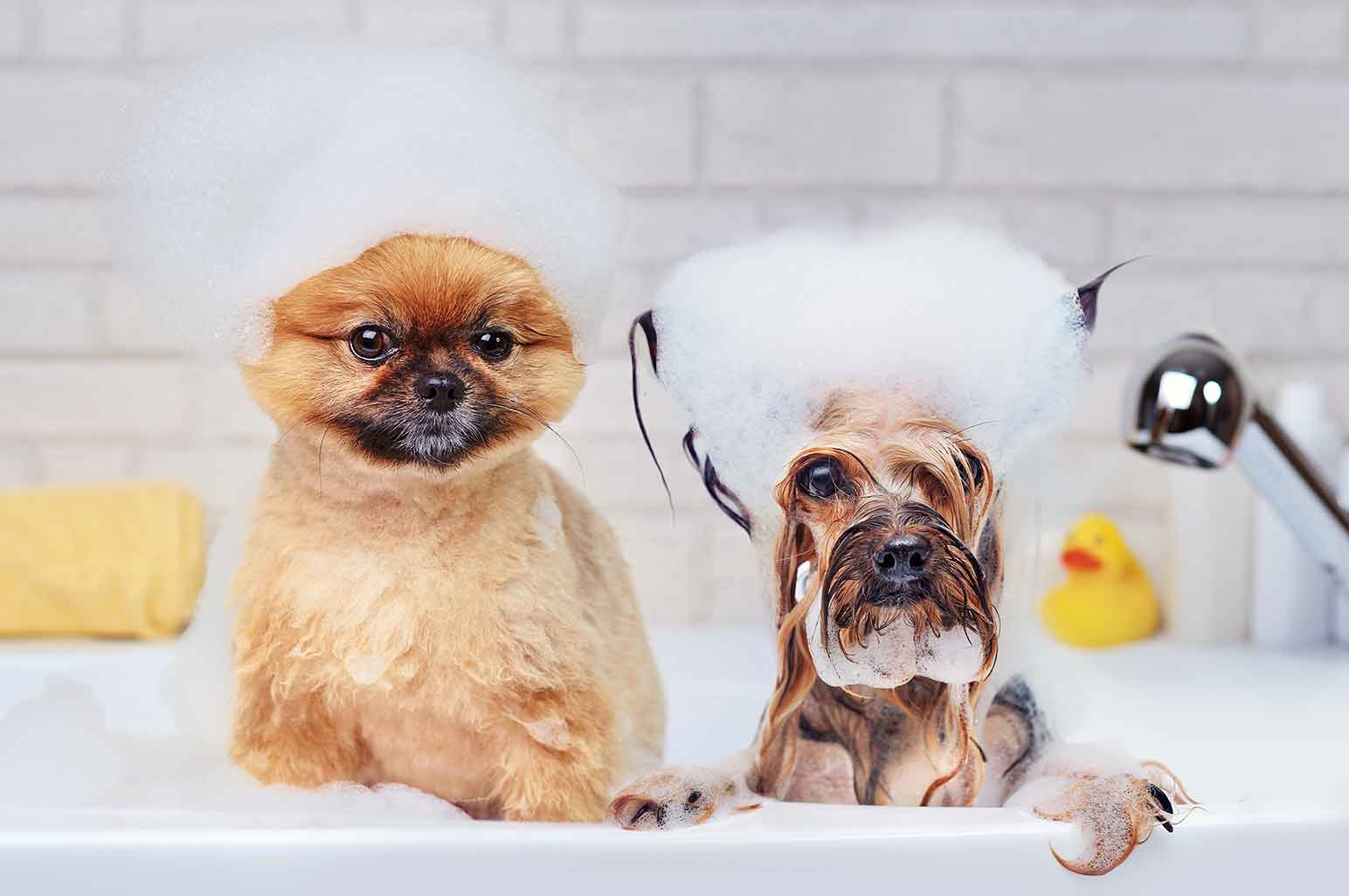 How To Find The Right Shampoo For Your Pet