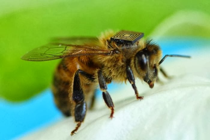 CSIRO, University of Tasmania scientists fit tiny sensors onto honey bees to study behaviour and population decline 