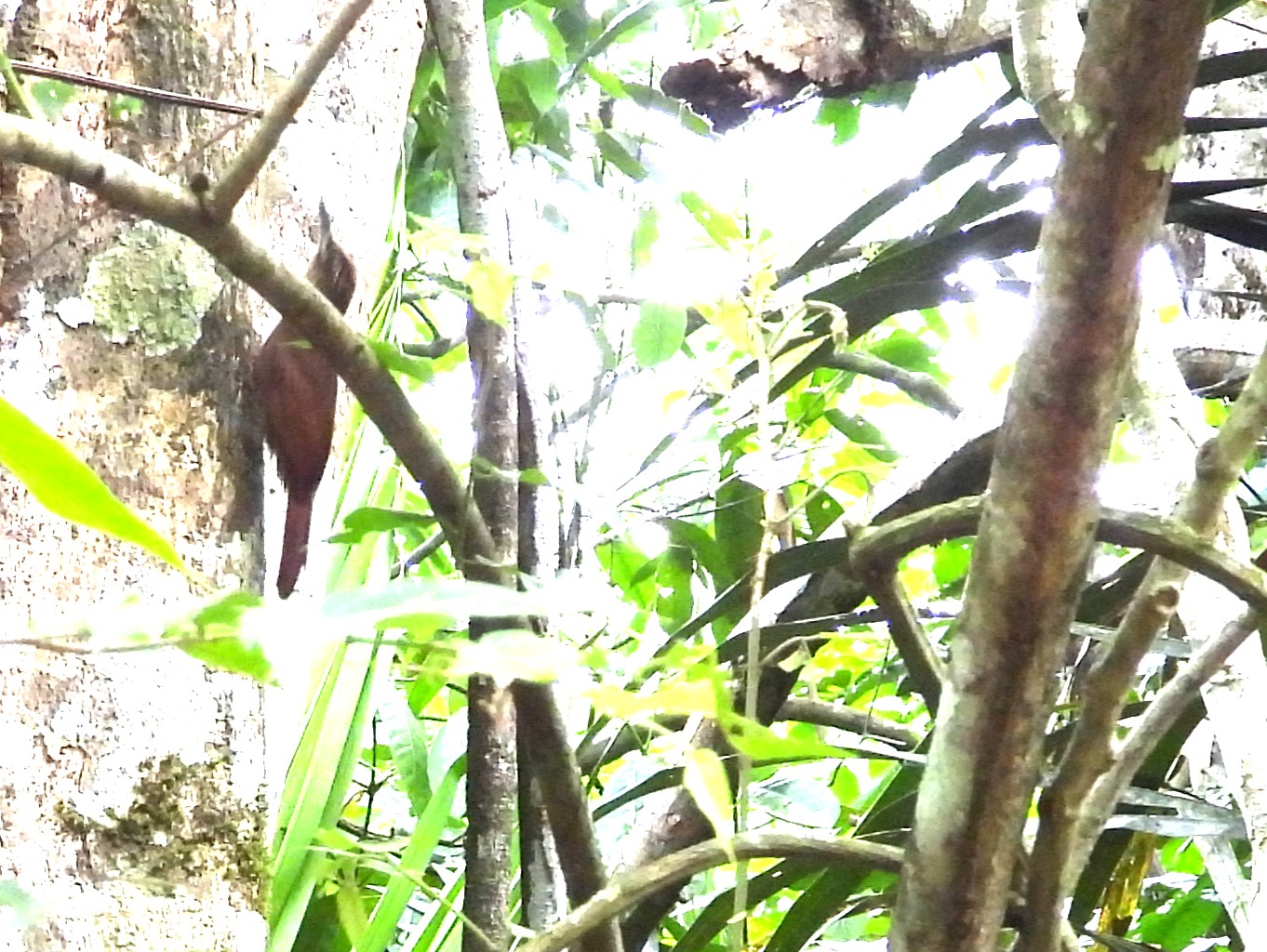 Bird & Travel Photos, Birding Sites, Bird Information COCOA