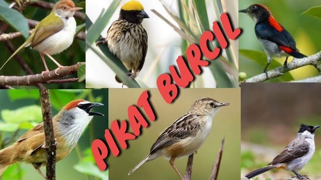 12++ Download suara burung campuran untuk memikat mp3 ideas