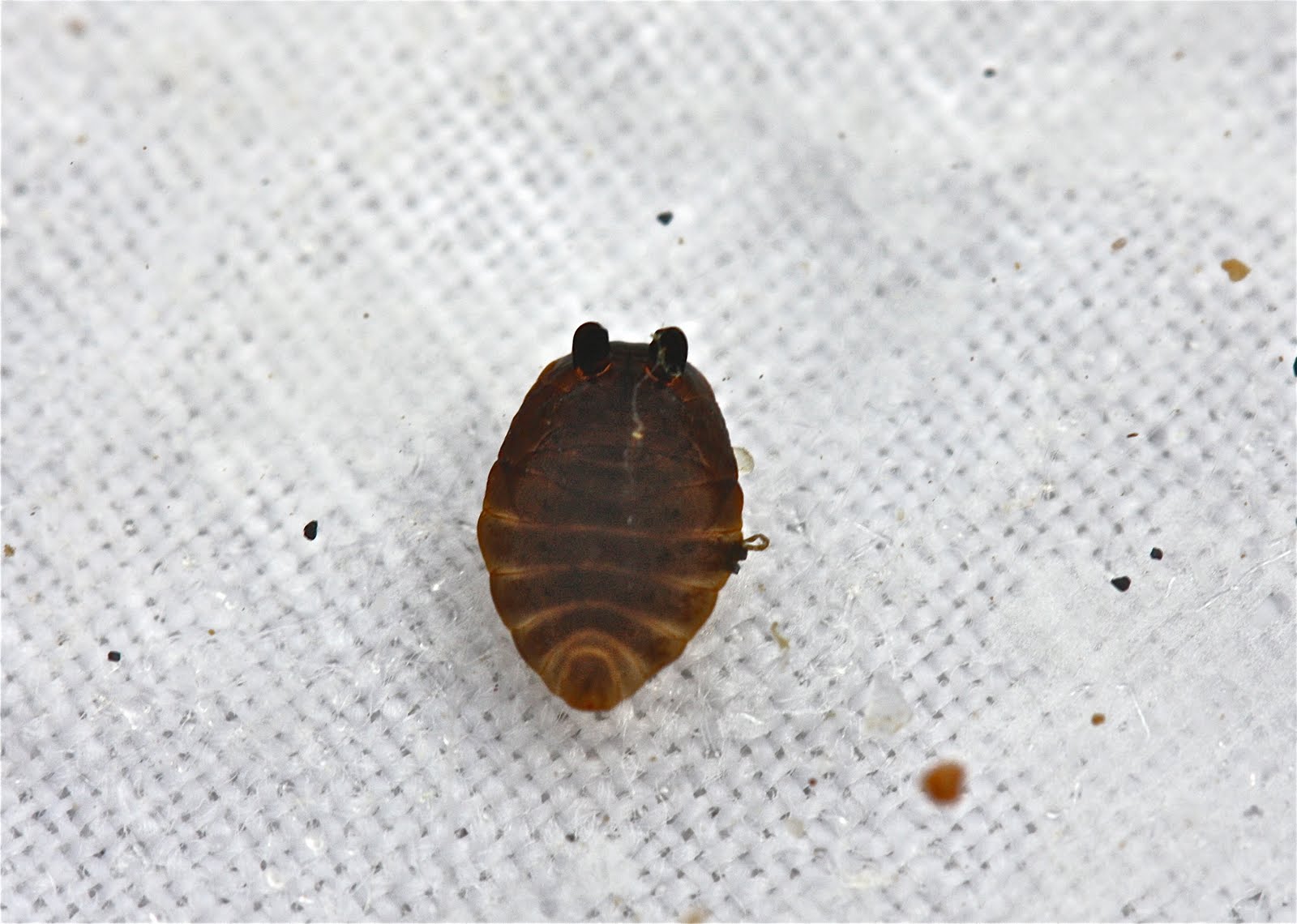 Aquatic Insects of Central Virginia: Stream Report: Back to Buck Mt. Creek