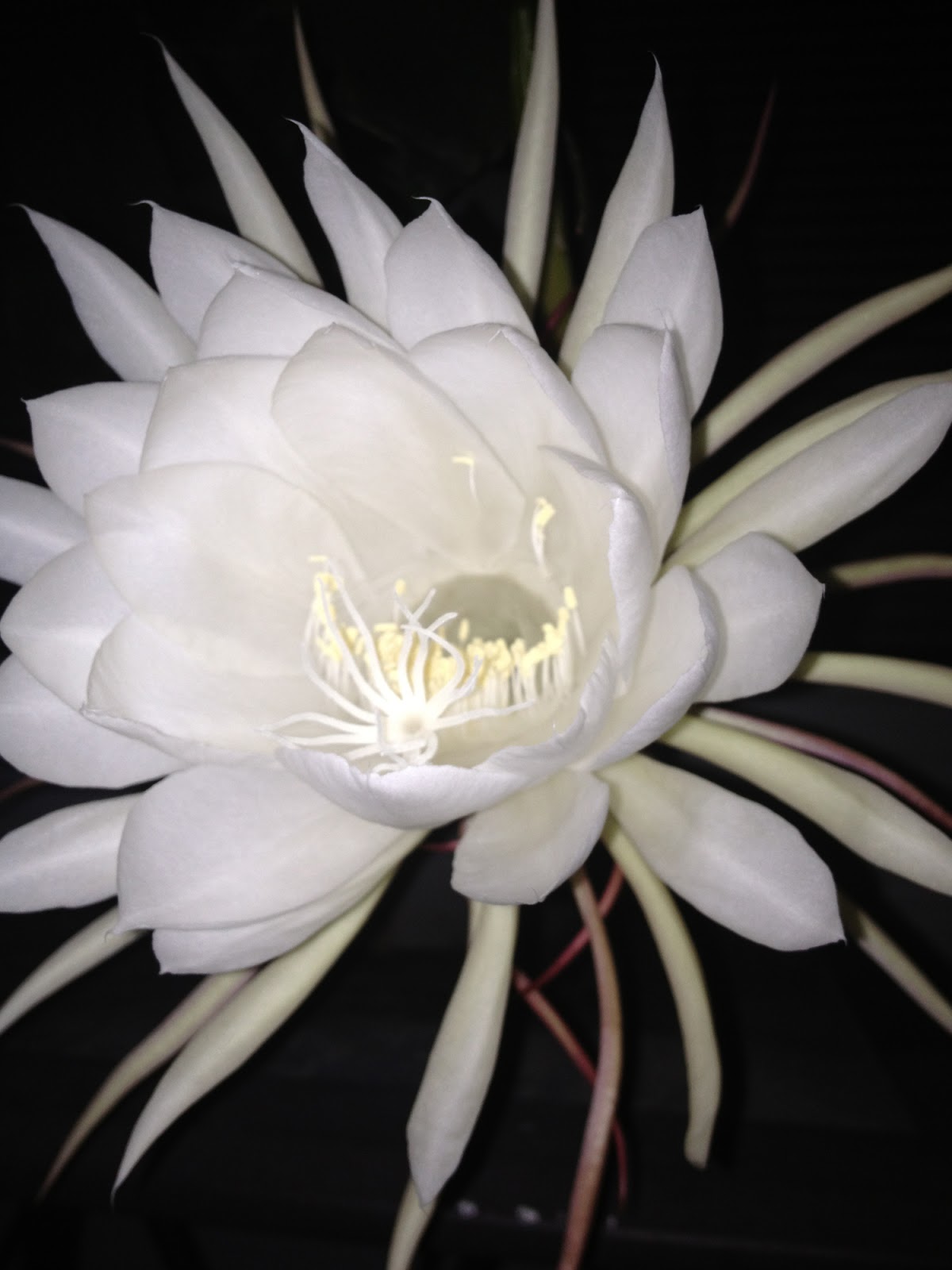 Halcyon Days Queen of the Night Night Blooming Cereus