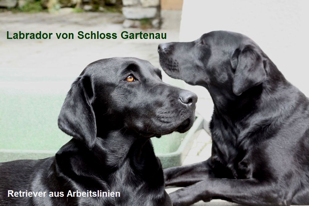 Labrador von Schloss Gartenau