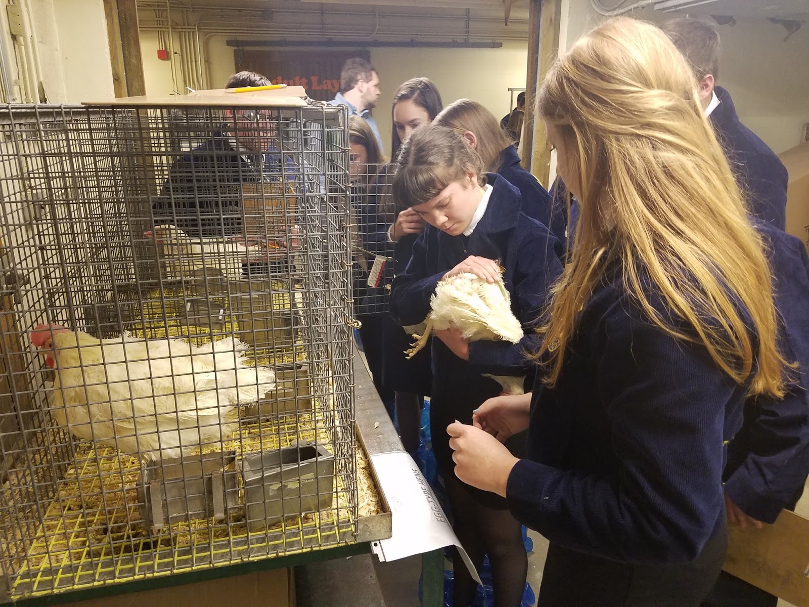 Ffa Poultry Judging Manual