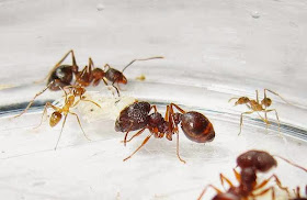 The median, minor and major workers of this rare Pheidole species