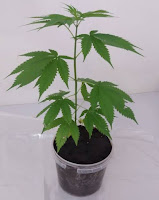 Enfermeiro é preso por cultivar maconha no apartamento onde mora, em São Luís