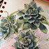 Week #3 Friday Challenge, sorry its a bit late- Succulents