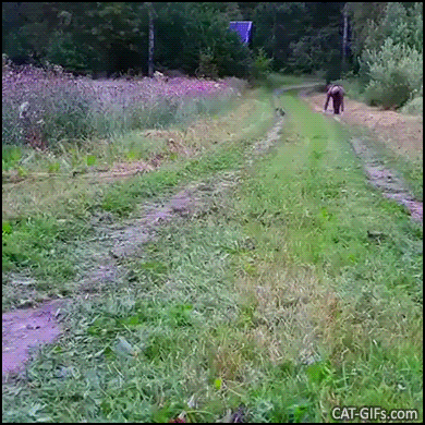 Funny Cat GIF • 50 meter race. When your cat runs much faster than you, haha CATch me if you can Funny Cat GIF • 50 meter race. When your cat runs much faster than you, haha CATch me if you can