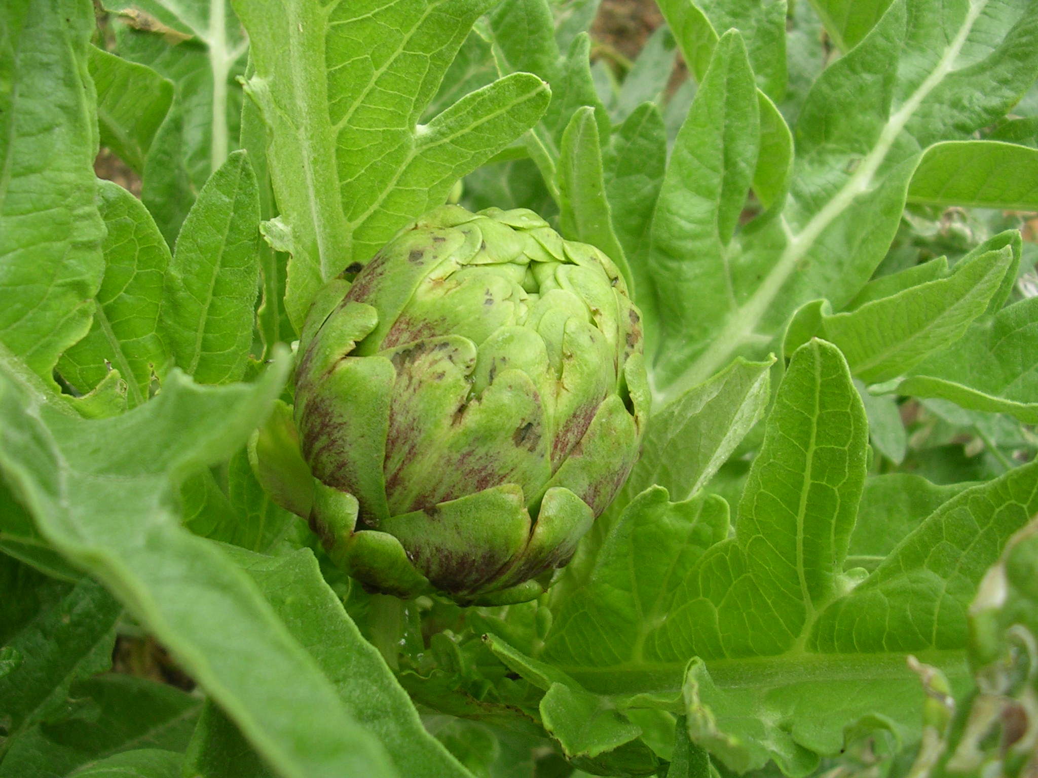MY KITCHEN IN SPAIN IT’S BEEN A GOOD YEAR FOR THE ARTICHOKES