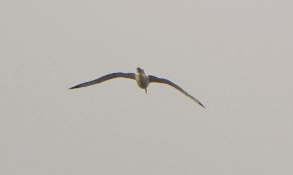 DSCN9740.JPG