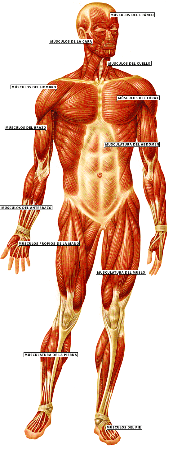 Ansiedad sintomas dolores musculares