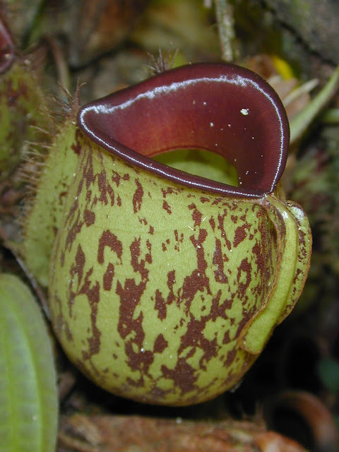 Nepenthes ampullaria Nepenthes ampullaria