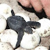  Más de 7 mil huevos de tortuga han sido rescatados en lo que de la temporada 2021
