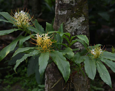 ต้นมหาหงส์ โกเมษ (โกเมศ) ขิงแห้ง Hedychium gomezianum