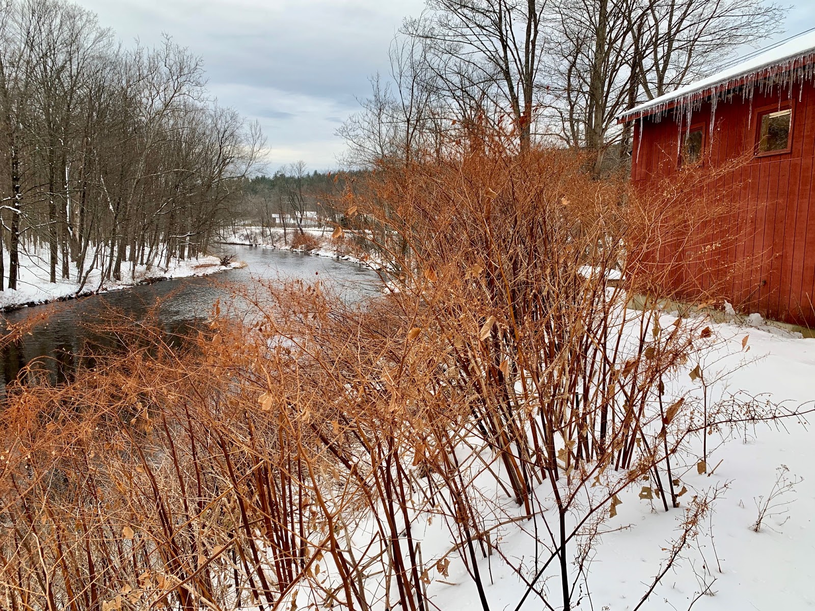River Report Friday 12/6/19 Farmington River Report giant Rainbow in