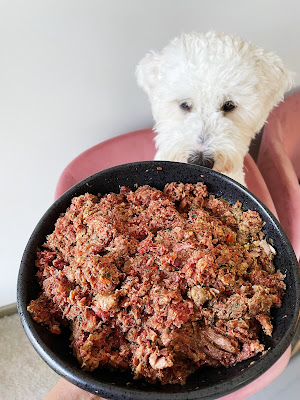white/cream dog, cute poodle looking at bowl of darwin's lamb recipe, raw premade dog food