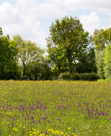 Field full of Green-winged Orchids, Anacamptis (Orchis) morio, and Meadow Buttercups, Ranunculus acris, with a Wild Service Tree, Sorbus torminalis, in the distance.   Marden Meadow with the Orpington Field Club, 25 May 2013.