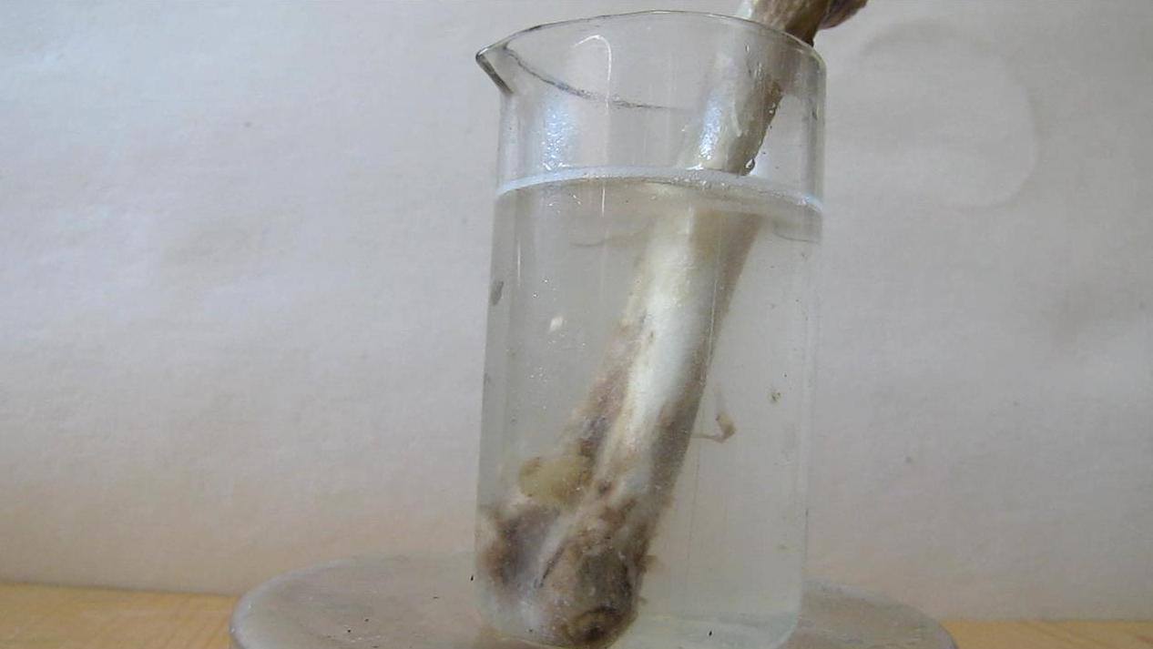 Куриная кость в соляной кислоте. Кость в растворе соляной кислоты. Кость поместили в 3 соляную кислоту