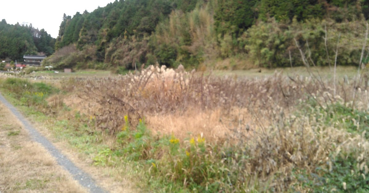 田舎の日常と現実　やりたいことだけやる