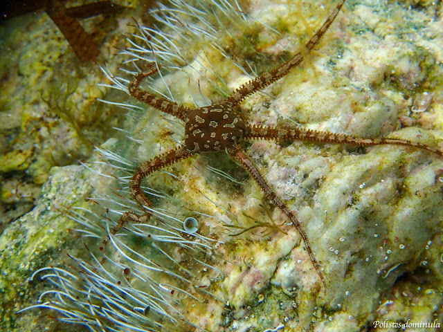 Ophioderma longicauda Ophioderma longicauda