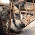 Προόριζαν 505 σκυλιά   για εστιατόρια της Κίνας