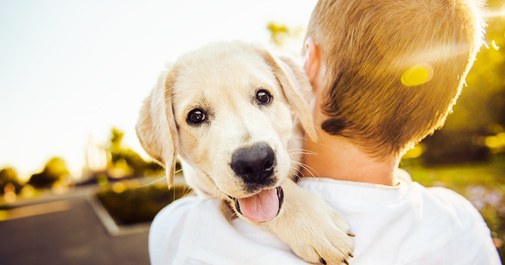 ADOPTING A DOG, A WAY TO PRESERVE YOUR HEART AND IMPROVE YOUR HEALTH!