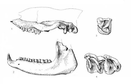 fragmento de craneo de Eggysodon