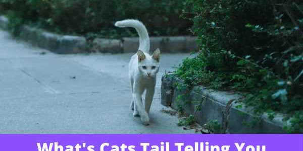 What's Cats Tail Telling You?? Understand How to Read The Body Language of Your Cat