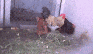 daily_gifdump_3507_35.gif