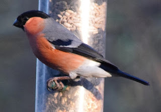 A Bullfinch on a bird feeder in Armstrong Park