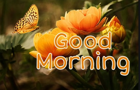 Good Morning Butterfly Good Morning Butterfly