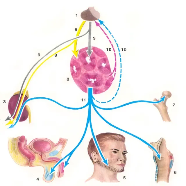 Le lobe postérieur de l'hypophyse