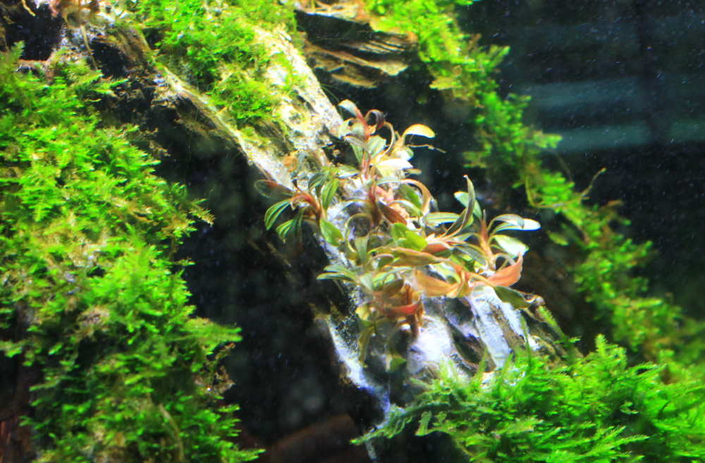 A GAMER'S WIFE How to Aquascape with Super Glue 8 Tips