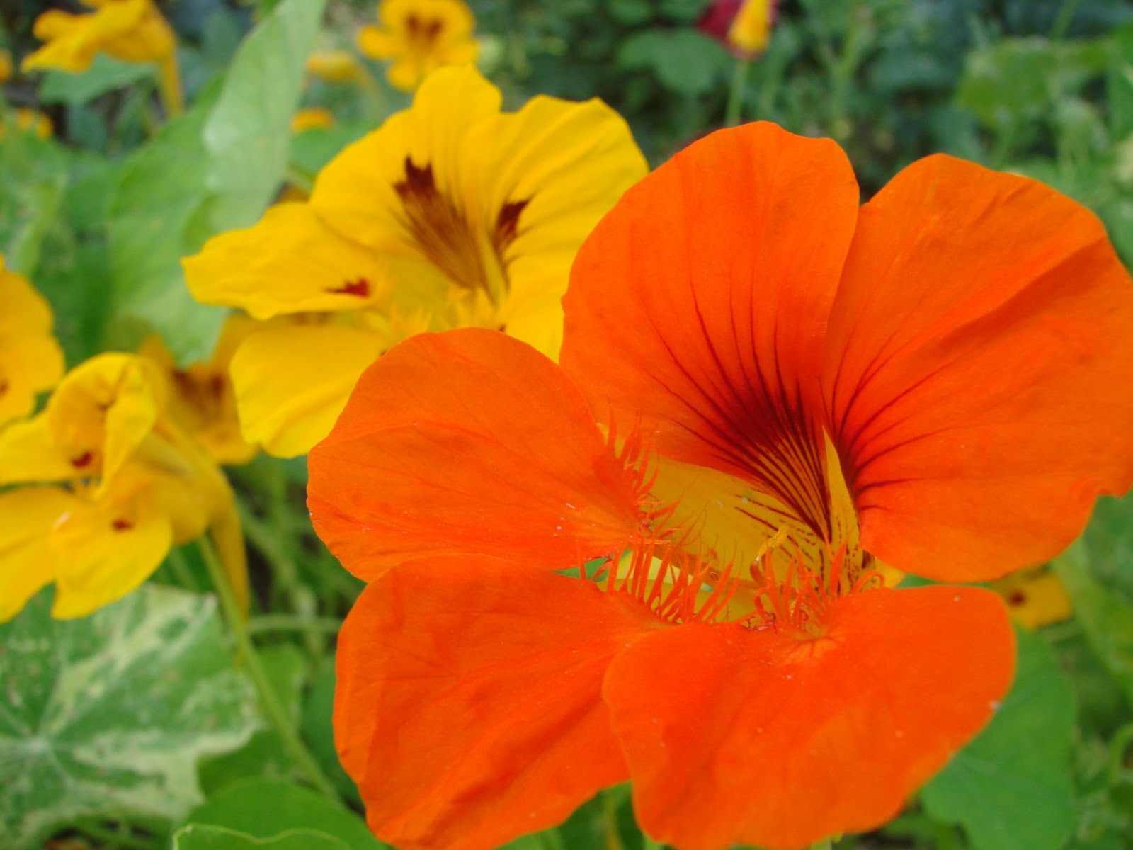 Au jardin d'Aurore: La Capucine