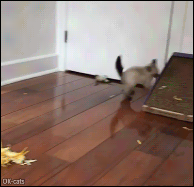 Funny Cat GIF • Crazy Siamese Kitty in the kitten playroom doing donuts haha Kitty gone wild Funny Cat GIF • Crazy Siamese Kitty in the kitten playroom doing donuts haha Kitty gone wild