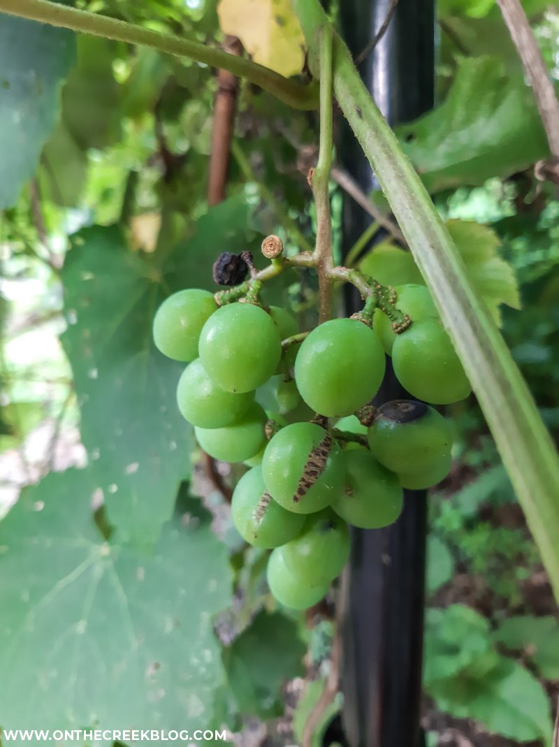 seedless grape vines | On The Creek Blog // www.onthecreekblog.com