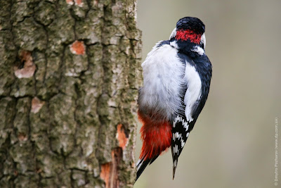 Большой пестрый дятел. Great Spotted Woodpecker. Dendrocopos major