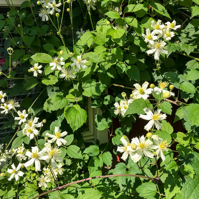 summersnow, paulfarges, klematis summersnow, paulfarges, klematis