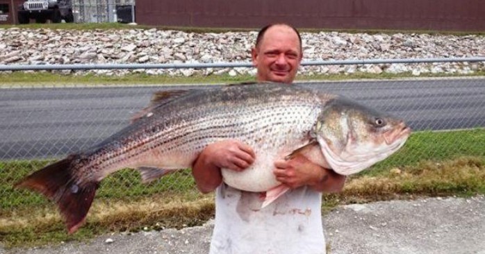 Big Fishes Of The World STRIPED BASS Page 2 big-fishes-of-the-world-striped-bass-page-2