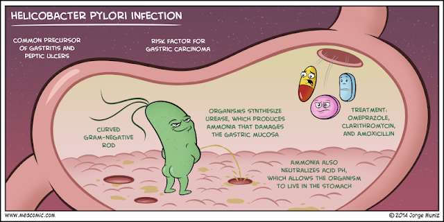 Gasztroenterologia - Helicobacter pylori