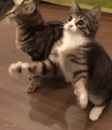 Manipulated Kitten GIF • Funny cat trying to catch his toy: "G-Go-n-na-nna-c-ca-cat-catch that fuc**ng toy!". (at least he tried) Manipulated Kitten GIF • Funny cat trying to catch his toy: "G-Go-n-na-nna-c-ca-cat-catch that fuc**ng toy!". (at least he tried)