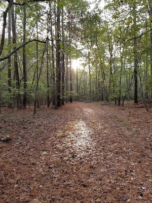 woods, forest, sunrise