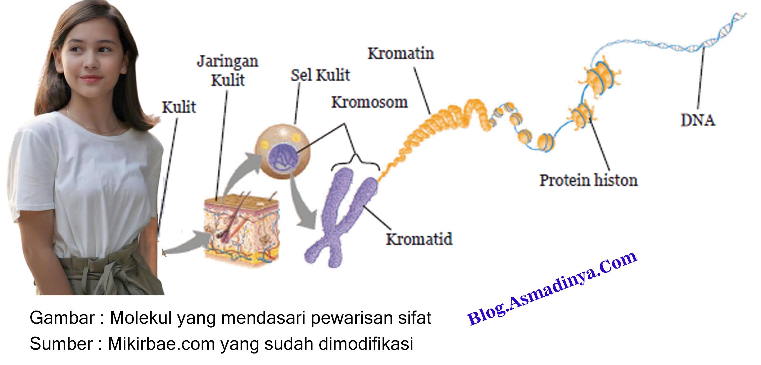 Pewarisan Sifat Pada Manusia Dan Kelainan Sifat Yang Diturunkan Pojok Ipa