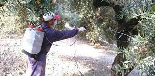 Πρέβεζα: Ξεκινάει την Δευτέρα 15/7 ο 1ος ψεκασμός για το πρόγραμμα Δακοκτονίας στην Π.Ε. Πρέβεζας