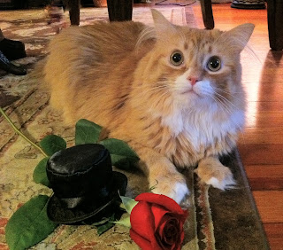 Phillip Cat ready for date night with his red rose - Stein Your Florist Co. Phillip Cat ready for date night with his red rose - Stein Your Florist Co.