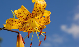 Lilium - Lilies HD wallpapers