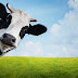 Vacas conversam entre si, inclusive sobre comida, diz novo estudo